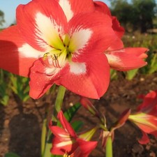 3 Amaryllis Hippiastrum rosso affumicato di bianco ideale da piantare in vaso 