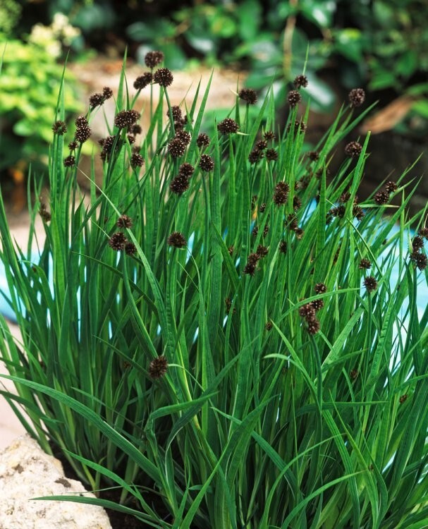 Dwarf Rushes Juncus ensifolius dwarf rush sword-leaved brown flower hedgehog pond ...
