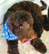 Assorted Tie-On 22"-32" Pet Bandanas -  YOU CHOOSE  - Paws, Bunny, Brew  More