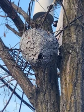 Real Big Hornet's Nest Wasp Beehive Decor Science 