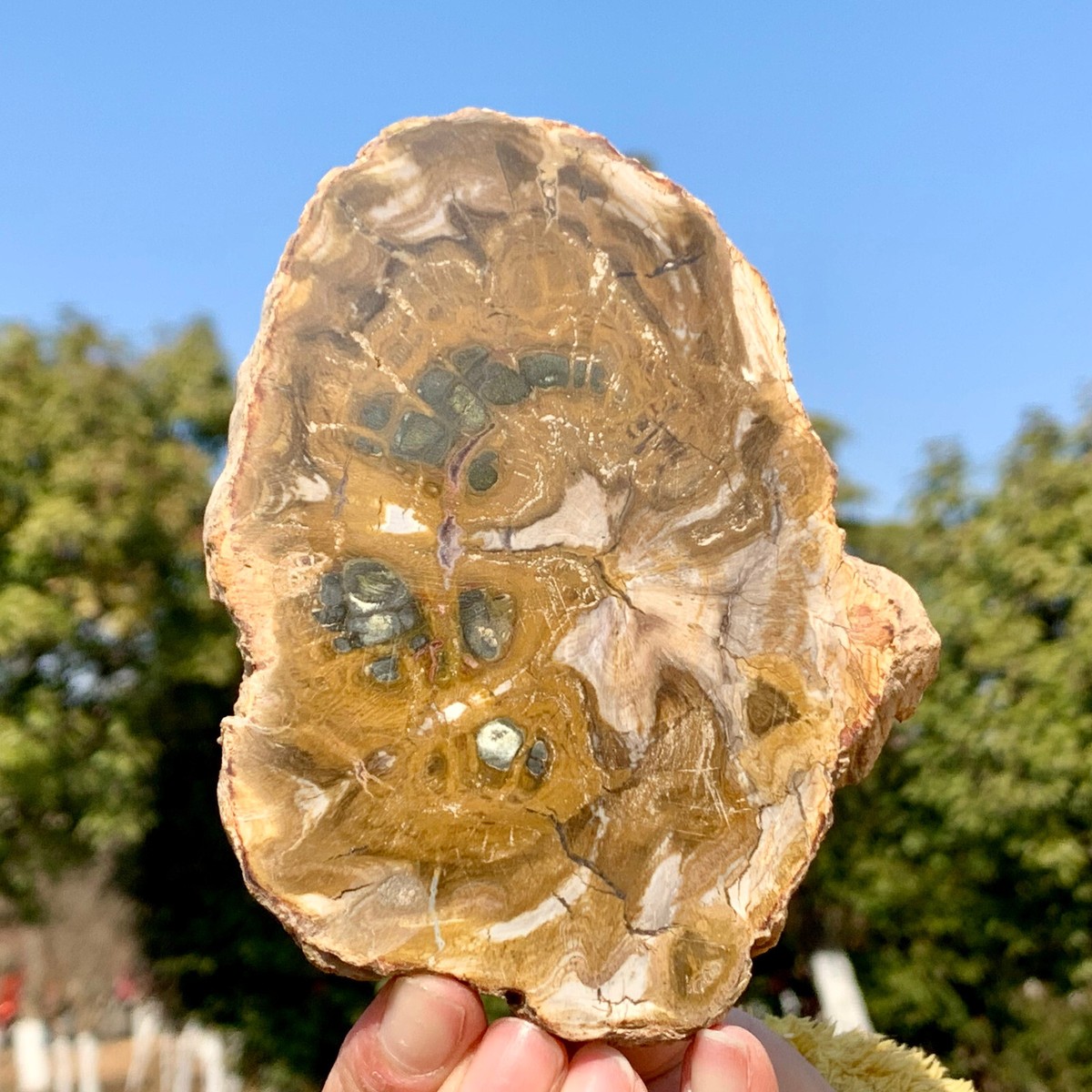 353G Natural Polished Petrified Bigger Wood Crystal Slice 