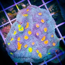 SAF~2 Inch + “WYSIWYG” Miami Hurricane Chalice Frag, LPS, SPS, Coral Colony