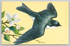 1959 Peterson Tree Swallow Bird NWF Postcard Vintage National Wildlife
