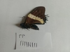 Papilio cacicus  male from.Peru. GREAT PRICE! 