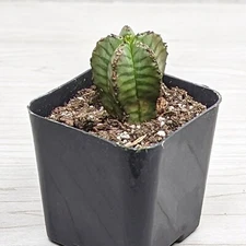 Succulent - Euphorbia Anoplia Tanzanian Zipper Plant - In 2" Pot