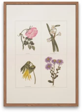 Vintage four flower lithograph print. From British book The Botanic Garden 1835