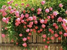10 PINK CLIMBING ROSE Rosa Bush Vine Climber Fragrant Butterfly Flower Seeds