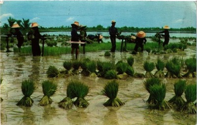 CPM THAILAND Nakorn-Chaisri, Thailand: Reissamen entwurzeln (345770)