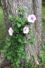 12 Rose Of Sharon Hibiscus  Live Plant Roots Transplant Starter Bush  fast grow