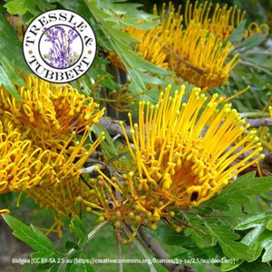 Rare Silk Oak Tree Grevillea Robusta 5 Seeds Uk Seller Ebay