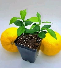 Pot of 2 Yuzu Trees, 3-5 Inches Tall.