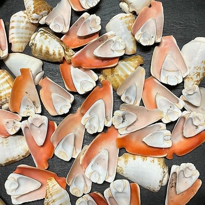 Half Cut Strombus Shells/B64 - 1.1 LB. (APPROX. 80 PCS) - $0.08/PIECE