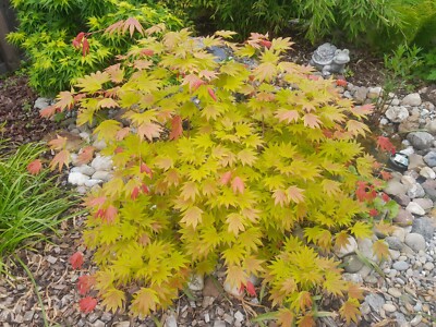 Acer shirasawanum Moonrise  japanischer Fächerahorn, 60-65cm