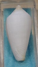 Conus Anemone 35mm Australia formerly Anemone Singletoni