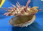 vintage spondylus, thorny oyster. Collectible Natural Specimen Sea Shell — photo 3