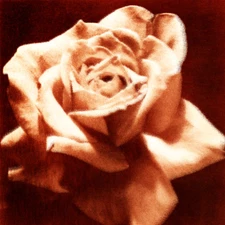 Flora Collection - Masterpiece Tea Rose -  24" x 24" Canvas Art Poster