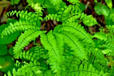 HARDY MAIDENHAIR FERN 1003 SPORES (SEEDS*) COLD HARDY, ADIANTUM PEDATUM