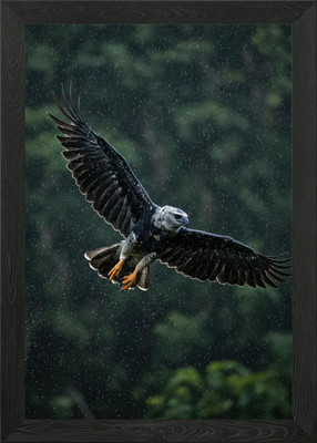 Harpyie Adler im Flug bei Regen gerahmtes Wandbild Poster Leinwanddruck Bild