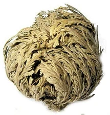 AzureGreen Jericho Resurrection Flower, 1 flower