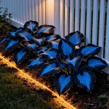 220 Hosta Seeds Blue Perennial for Planting,Hosta Seeds Blue and Black....