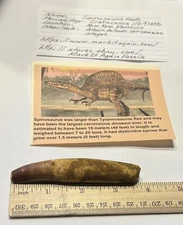 Spinosaurus Tooth Dinosaur Fossil 3.5 Inch not T Rex Cretaceous CS115