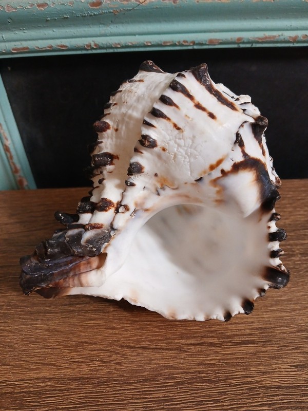Black Murax Snail Shell approx. 5" Long and 3 1/2" tall, Stunning Colors