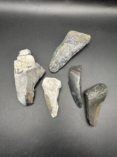 Large Set Of Shark Teeth Fragments For Collecting, Art, Jewelry Making Message