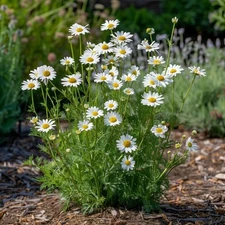 Chamomile German Seeds, Relaxing Herb, Medicinal, Non-GMO, Free Shipping
