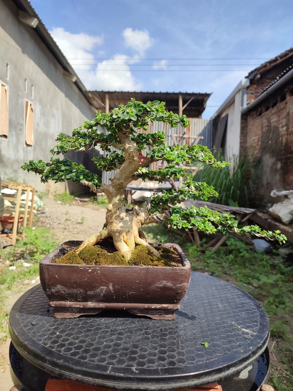 Premna Microphylla Bonsai Tree with Aged Character and Natural Growth