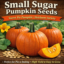 Small Sugar Pumpkin Seeds   Baking  Pie Pumpkin   High Yield