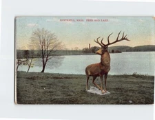 Postcard Deer And Lake Haverhill Massachusetts USA