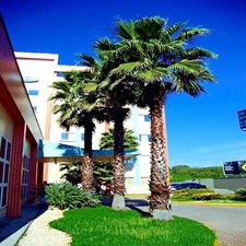 10 Mexican Fan Palm Tree Seeds (Washingtonia robusta) Tropical Cold Hardy Plant