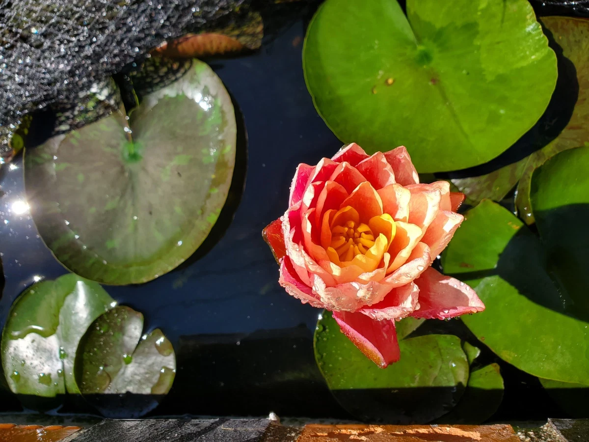 Nymphaea Cold Water Plants for sale | eBay