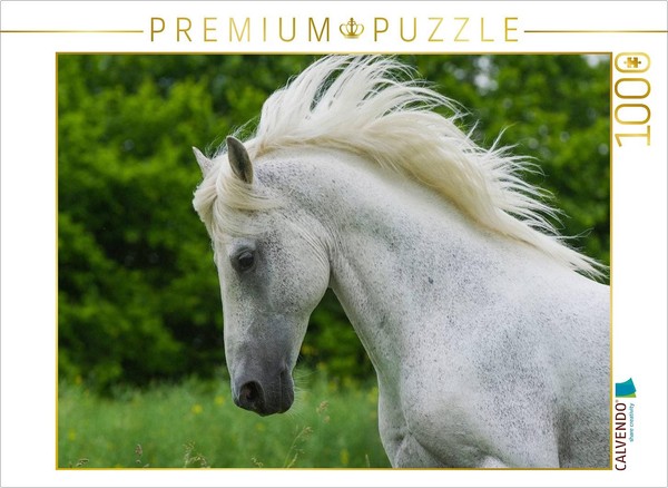 Calvendo Puzzle Lipizzaner Stallion Pluto Darina | 1000 Pieces, Finished Size 25-image