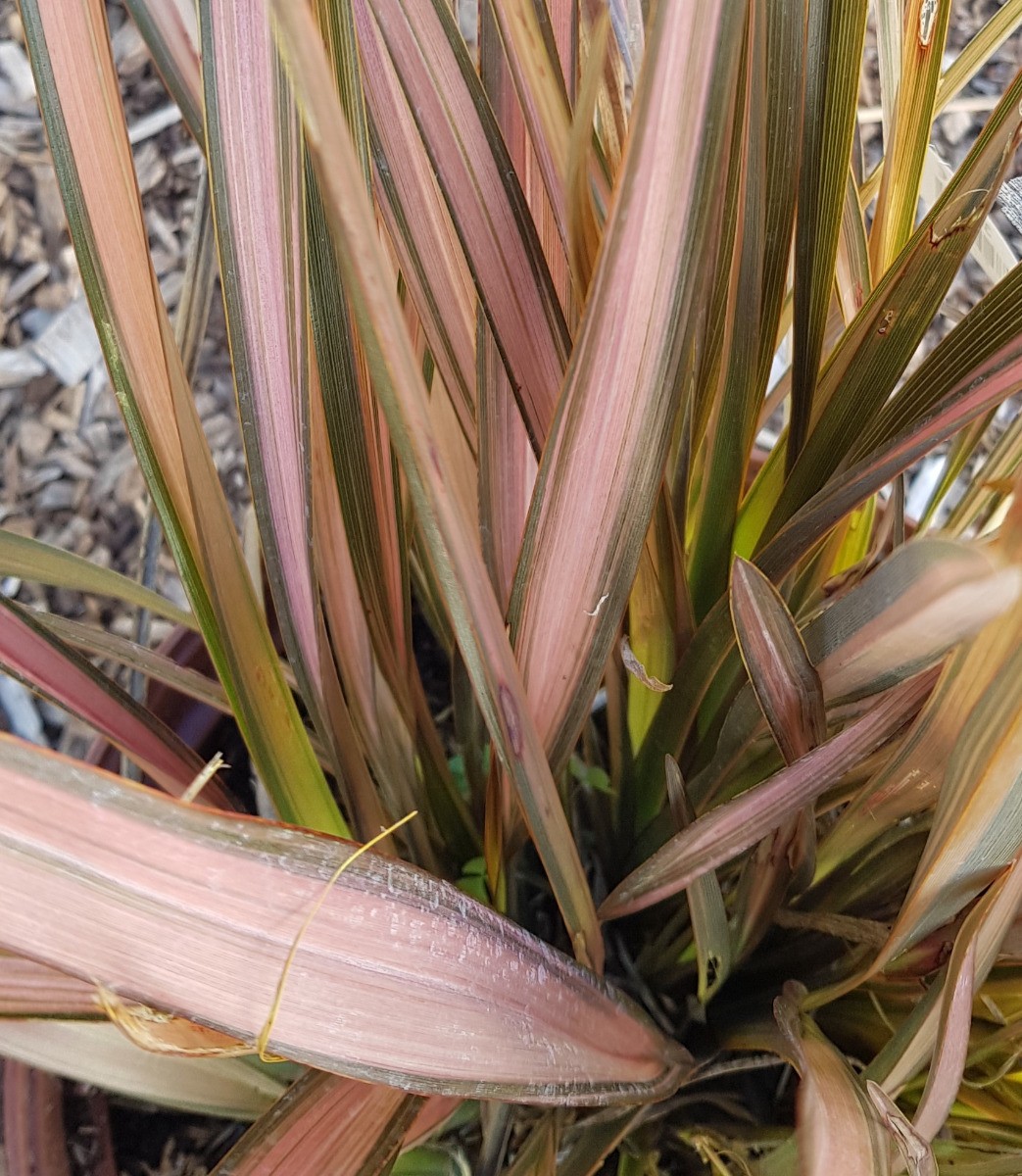 Phormium Cookianum Flamingo au feuillage persistant rose saumon et crème