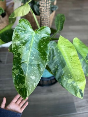 triostar stromanthe plant Stromanthe Triostar