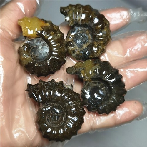 156g NATURAL Polished "Goat Horn" Fossil Ammonite Douvilleiceras Madagascar L804 - Picture 10 of 11