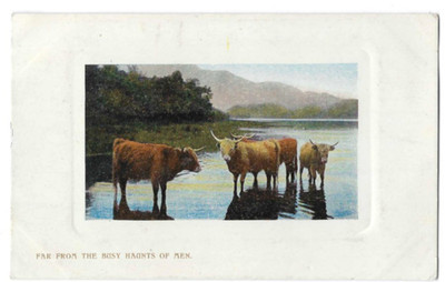 Highland Cattle: Fae from the Busy Haunts of Men - Wildt & Kray : Karte Nr. 1271