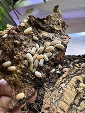 10+ Cubaris murina Glacier Whiteout Isopods