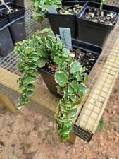 Creeping Fig Variegated plant 3.25" pot - Ficus Pumila