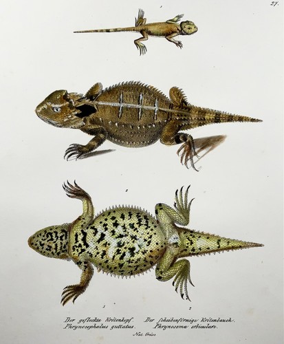 1833 Schinz (b1777) Horned Lizards, hand coloured stone lithograph, re - Picture 2 of 3