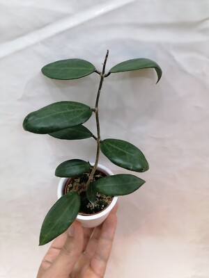 Hoya Parasitica Splash Ko Chang Island