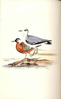 Phalarope Meyer Vogel antiker Druck 1842-50 handkolorierter Gravur