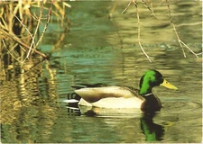 Mallard Anas platyrhynchos Wild Duck Swimming Around Vintage Postcard