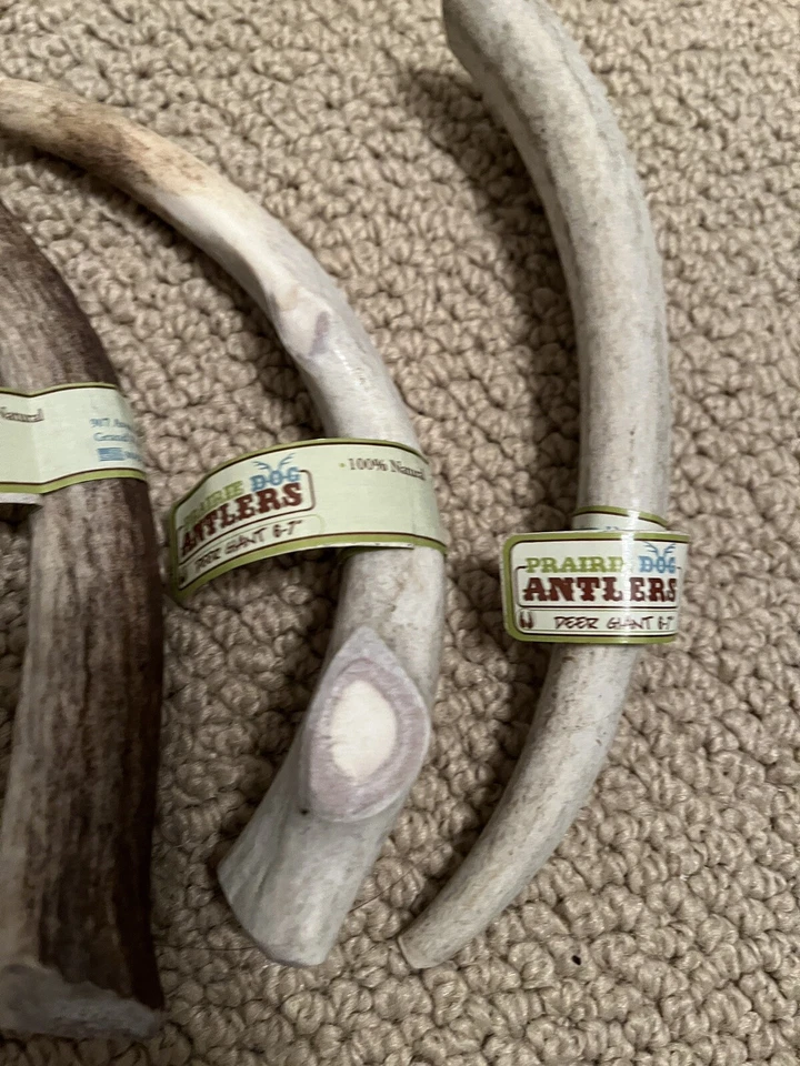 Prairie Dog Pet Products Elk Antler Treat, 6-7inch Deer Giant Bundle of 4, XL - Image 3 of 4