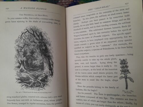 1877 antique book Everyday Objects science natural history illustrated astronomy - Picture 14 of 23