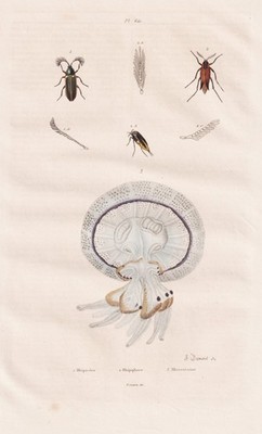 Quallen jellyfish Käfer beetles Stahlstich engraving Guerin-Meneville 1835