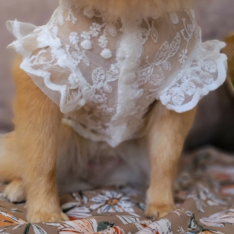 White Floral Lace Dog Dress / Small Dog Dress / Spring Summer White Dog Dress - Image 4 of 4