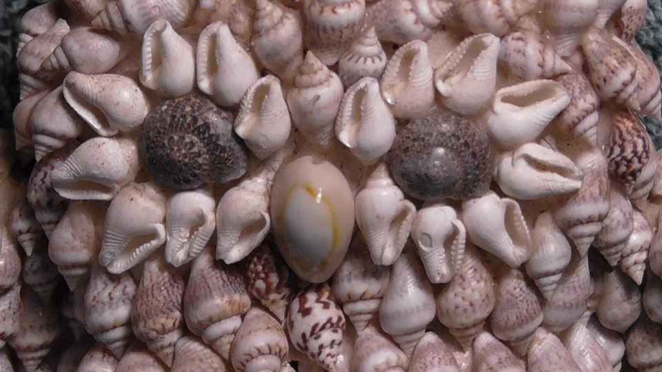 Sea Shell OwL From Waikiki Nature Sea Home Decor Figurine - Image 2 of 4