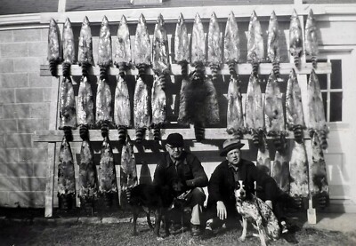 ORIGINAL 1954 PHOTO MEN WITH HUNTING DOGS 35 RACCOONS PELTS HANGING 5 X 3.5  b